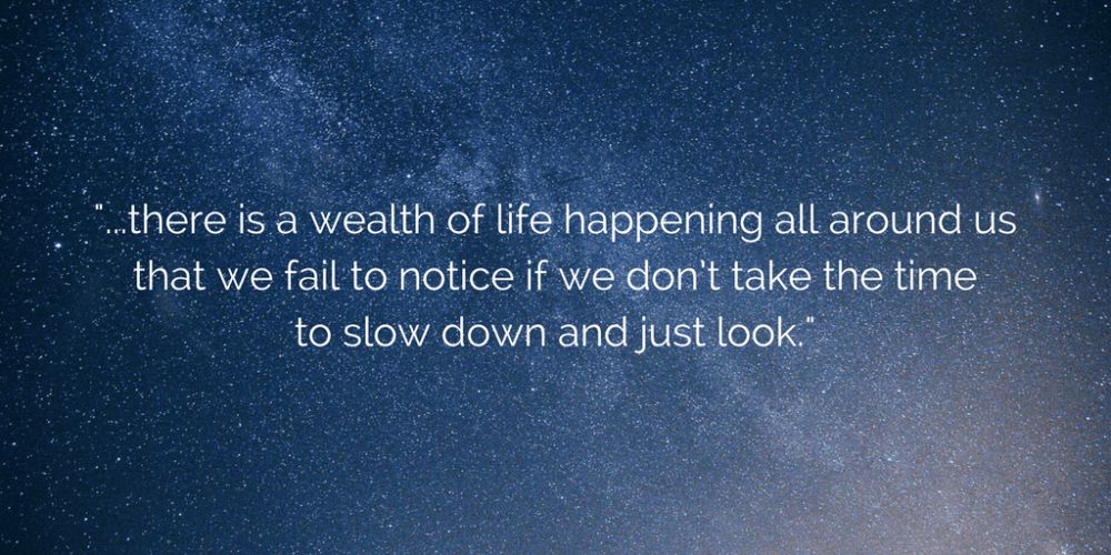 there is a wealth of life happening all around us that we fail to notice if we don_t take the time to slow down and just look.-2